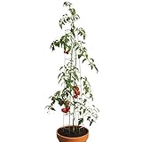 bellissa Tomatenturm - 7503 - Rankhilfe für Tomaten und Gurken - Stütze zum Pflanzen von Gemüse - Durchmesser 13 cm, Höhe 180 cm - 3er Set