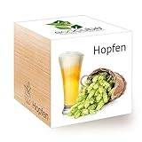 Feel 296343 Green Ecocube Hopfen, Nachhaltige Geschenkidee (100% Eco Friendly), Grow Your Own Craft Beer/Anzuchtset, Pflanzen Im Holzwürfel, Made in Austria